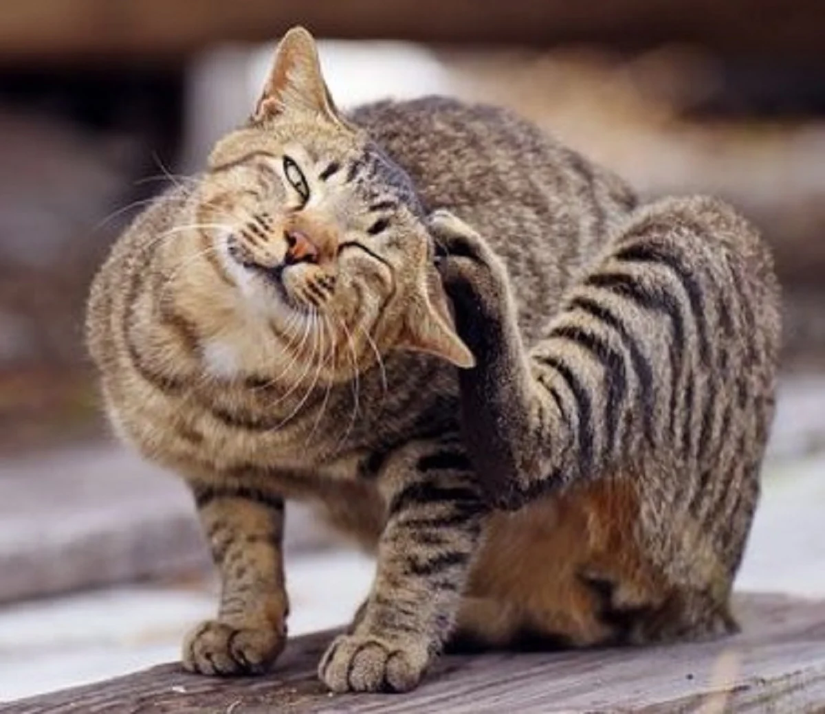 Awas, 6 Penyakit Kulit Pada Kucing Berserta Perawatan nya – Rakcer.ID