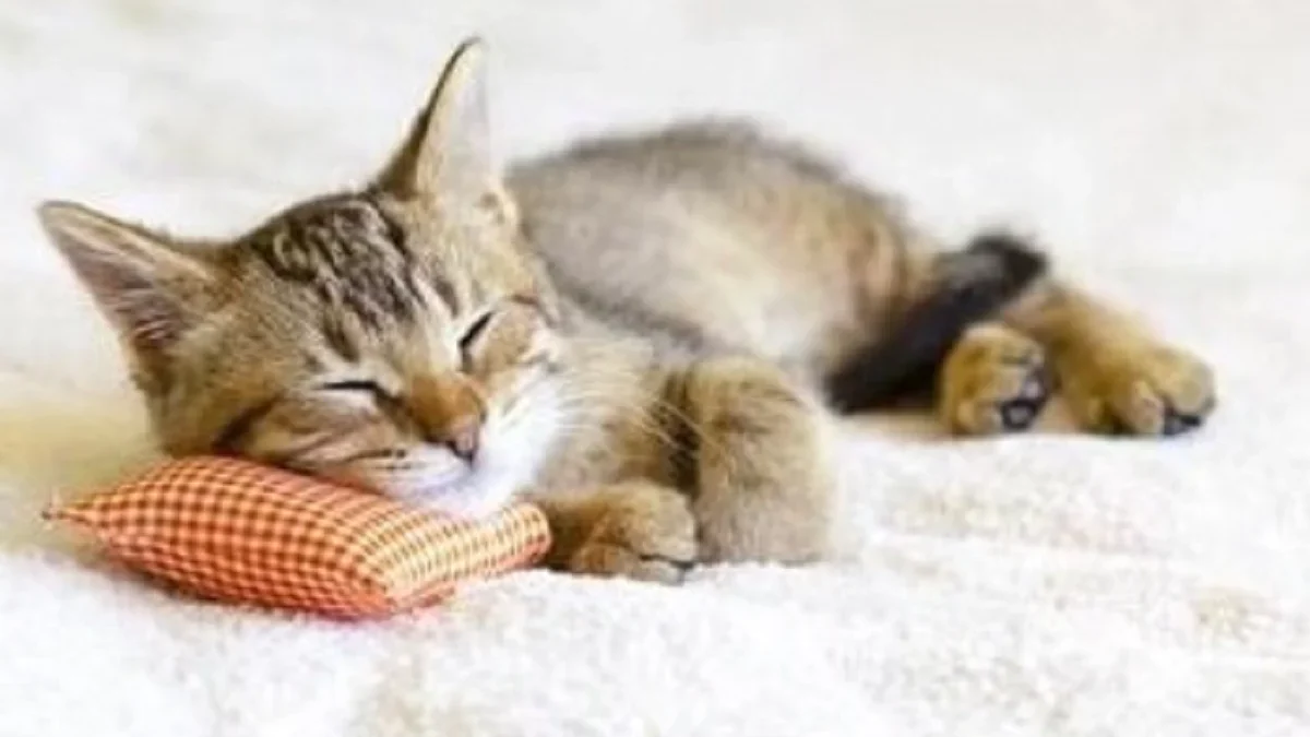 Awas Kucing Mati Mendadak, 7 Penyebab Kucing Bisa Mati Mendadak Awas Kucing Mati Mendadak, 7 Penyebab Kucing Bisa Mati Mendadak