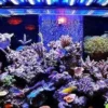 Cara Merawat Aquarium Laut Agar Awet dan Tetap Indah Dipandang 