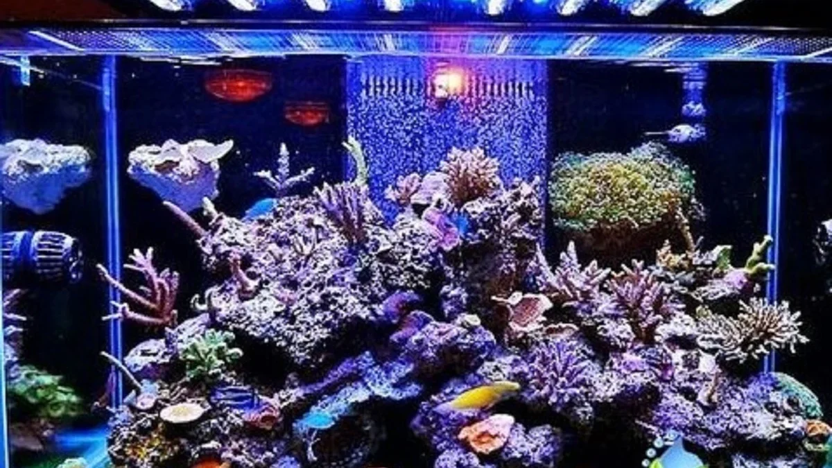 Cara Merawat Aquarium Laut Agar Awet dan Tetap Indah Dipandang 