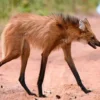 6 Fakta Menarik Mengenai Chrysocyon Brachyurus atau Maned Wolf 