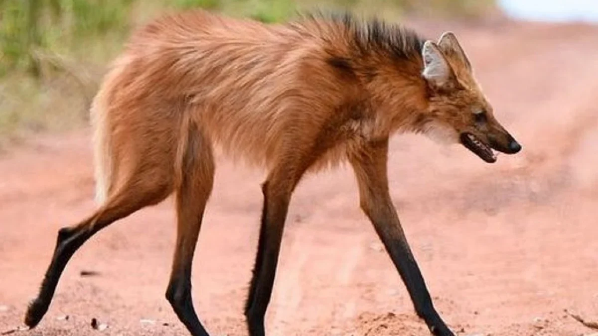 6 Fakta Menarik Mengenai Chrysocyon Brachyurus atau Maned Wolf 