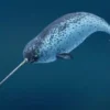 7 Fakta Tentang Narwhal, Jenis Paus yang Memiliki Semacam Tanduk 