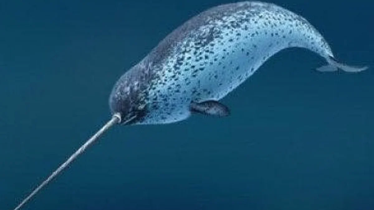 7 Fakta Tentang Narwhal, Jenis Paus yang Memiliki Semacam Tanduk 