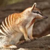 Apa Itu Hewan Numbat ? Sejenis Hewan Marsupial yang Terancam Punah Berikut Adalah Pembahasan