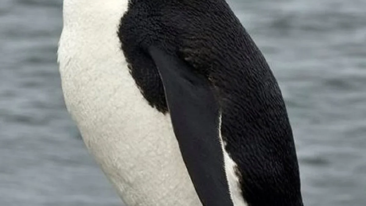 Mari Mengenal Mengenal Chinstrap Penguin yang Harus Kamu Ketahui 