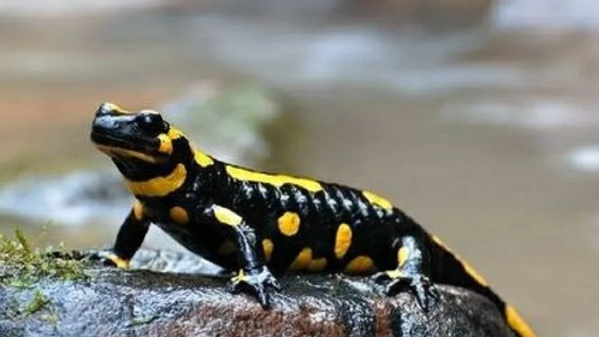 5 Fakta Menakjubkan Tentang Lake Patzcuaro Salamander, Hewan Endemik di Danau Patzcuaro 