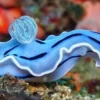 5 Fakta Menarik Tentang Nudibranch, Jenis Siput Laut yang Memiliki Warna yang Cerah 