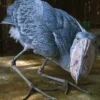 5 Fakta Tentang Shoebill, Jenis Burung Bangau yang Memiliki Paruh yang Kuat