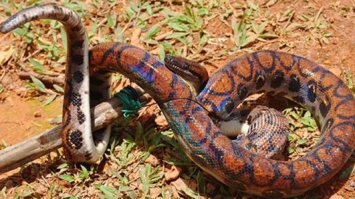 7 Fakta Menarik Rainbow Boa, Jenis Ular Boa yang Sangat Populer Dipelihara 