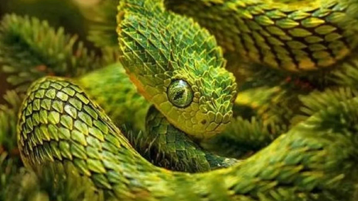 5 Fakta Menarik Tentang Ular Spiny Bush Viper, Jenis Ular Berbisa yang Sangat Cantik 