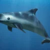 6 Fakta Tentang Vaquita, Sejenis Mamalia Air yang Sangat Terancam Punah