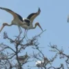 Burung Bangau yang Ada di Indonesia, Bahkan ada yang Hampir punah dan Sangat Sulit Ditemukan