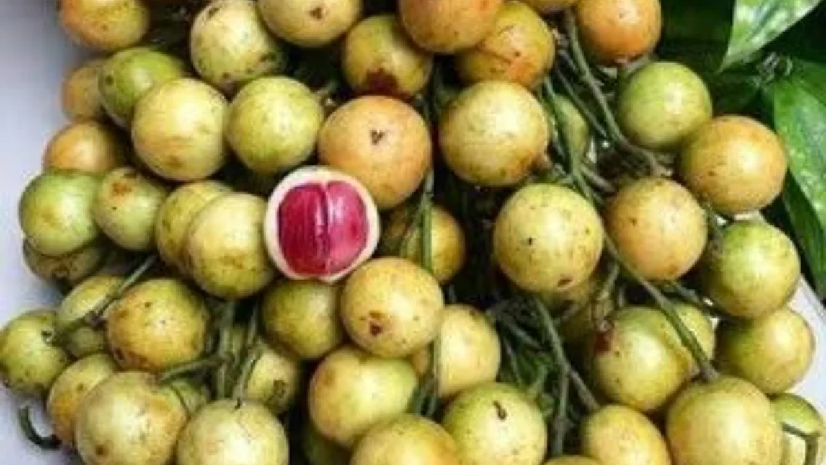 Mengenal Buah Menteng, Buah lokal Indonesia yang kian semakin Langka