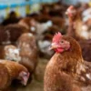 Cara Memelihara Ayam dengan Baik agar Tetap Sehat saat Musim Kemarau