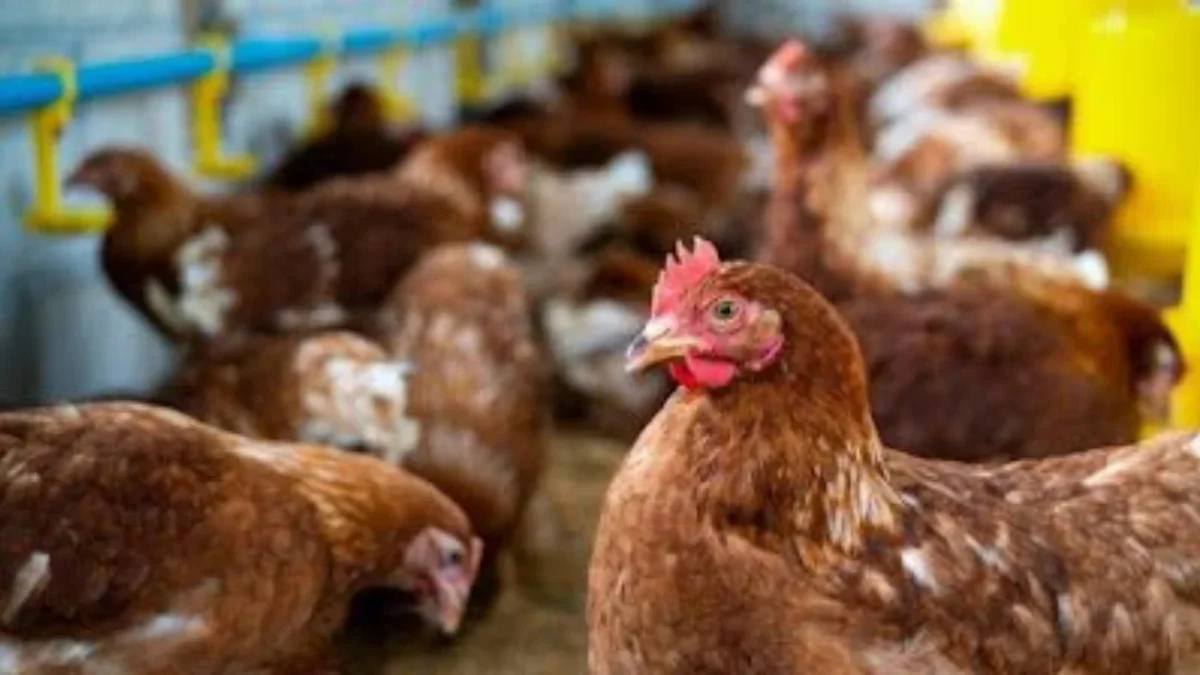 Cara Memelihara Ayam dengan Baik agar Tetap Sehat saat Musim Kemarau