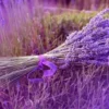 Fakta Menarik tentang Bunga Lavender yang Jarang Diketahui