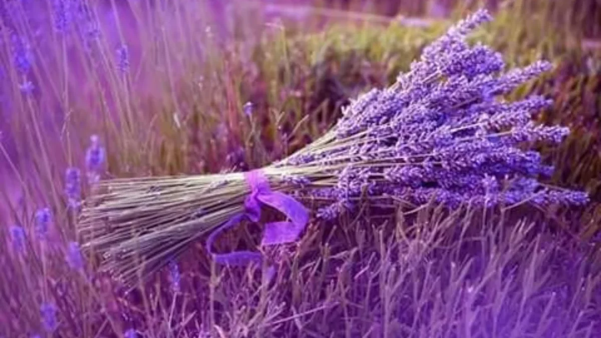 Fakta Menarik tentang Bunga Lavender yang Jarang Diketahui