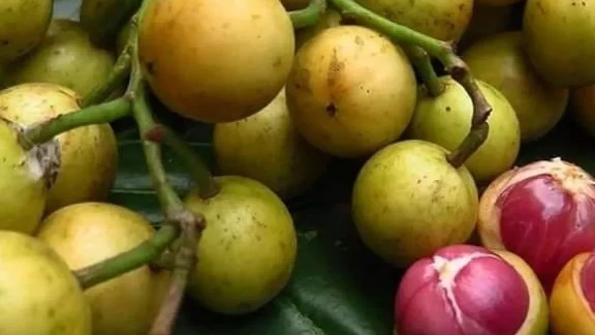 Luar Biasa! Ini 5 Manfaat Buah Kepundung untuk Ibu Hamil yang Jarang Diketahui 