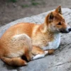 4 Fakta Tentang New Guinea Singing Dog, Spesies Anjing Liar yang Memiliki Suara yang Sangat Unik 