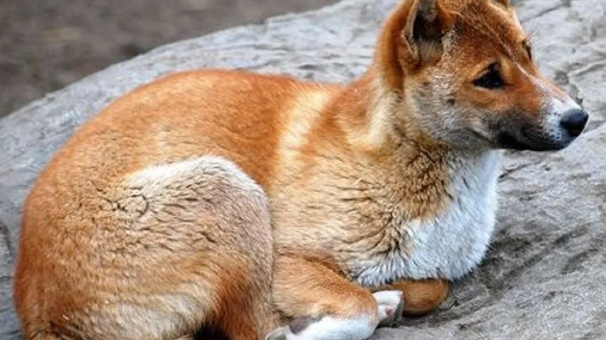 4 Fakta Tentang New Guinea Singing Dog, Spesies Anjing Liar yang Memiliki Suara yang Sangat Unik 