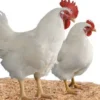 Menjadi Bahan Pangan, Fakta Mengenai Ayam Broiler, Jenis Ayam yang Biasa Dikonsumsi Sehari-hari Oleh Manusia