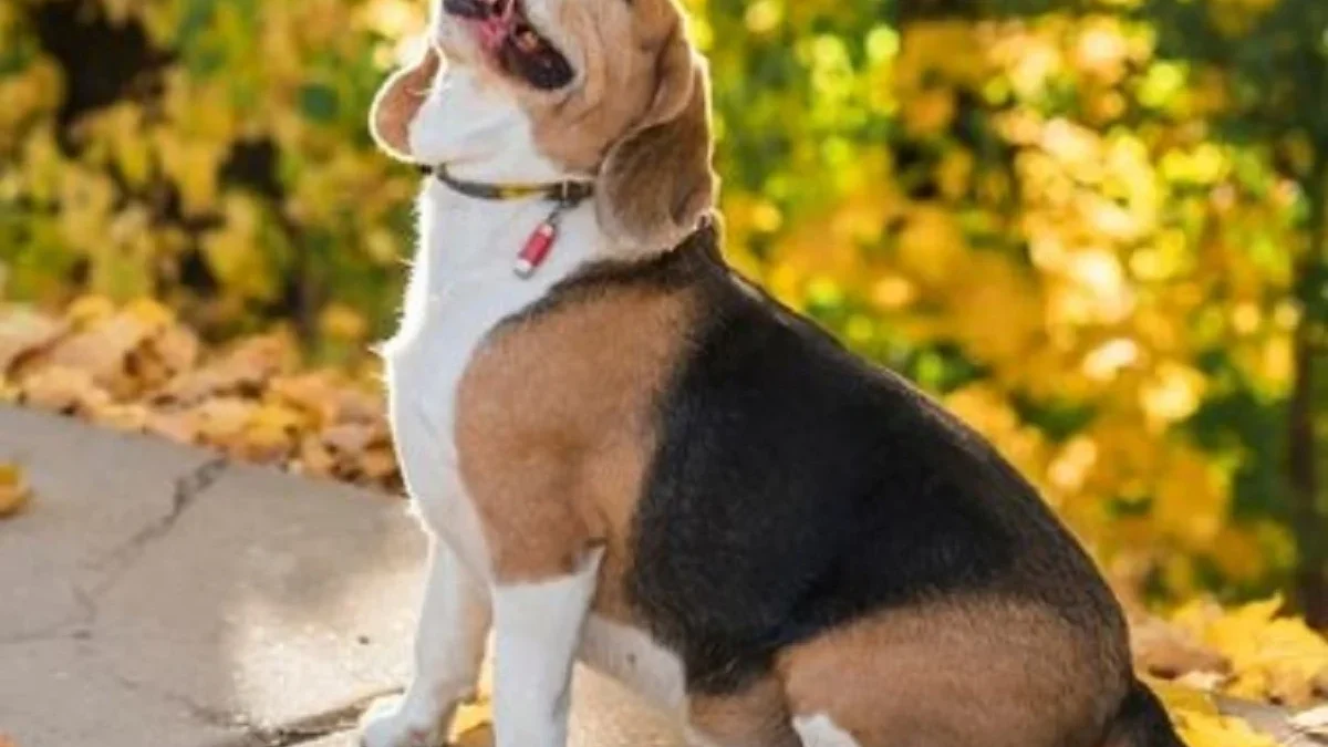 5 Fakta Tentang Anjing Beagle, Anjing Pemburu yang Sangat Ramah 