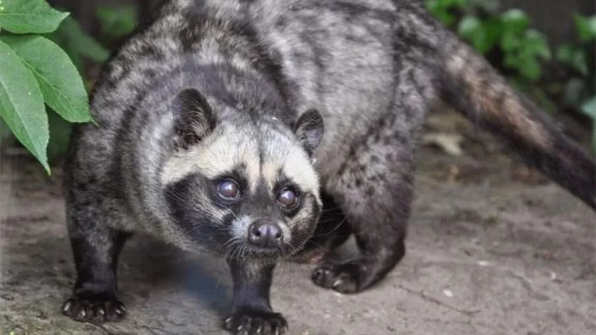 5 Makanan Musang Biar Sehat dan Gemuk? Berikut Penjelasanya