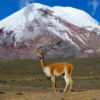 Ternyata Bukan Gunung Everest yang Tertinggi di Dunia, Lalu Gunung Apakah Itu Berikut adalah Pembahasan nya