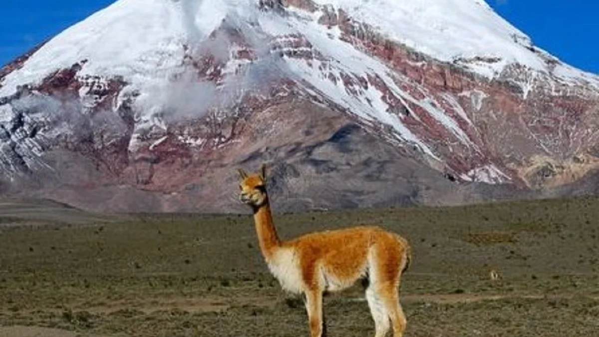 Ternyata Bukan Gunung Everest yang Tertinggi di Dunia, Lalu Gunung Apakah Itu Berikut adalah Pembahasan nya