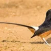 5 Burung Mahal yang Dapat di Ternakan, Bisa Jadi Lahan Bisnis 