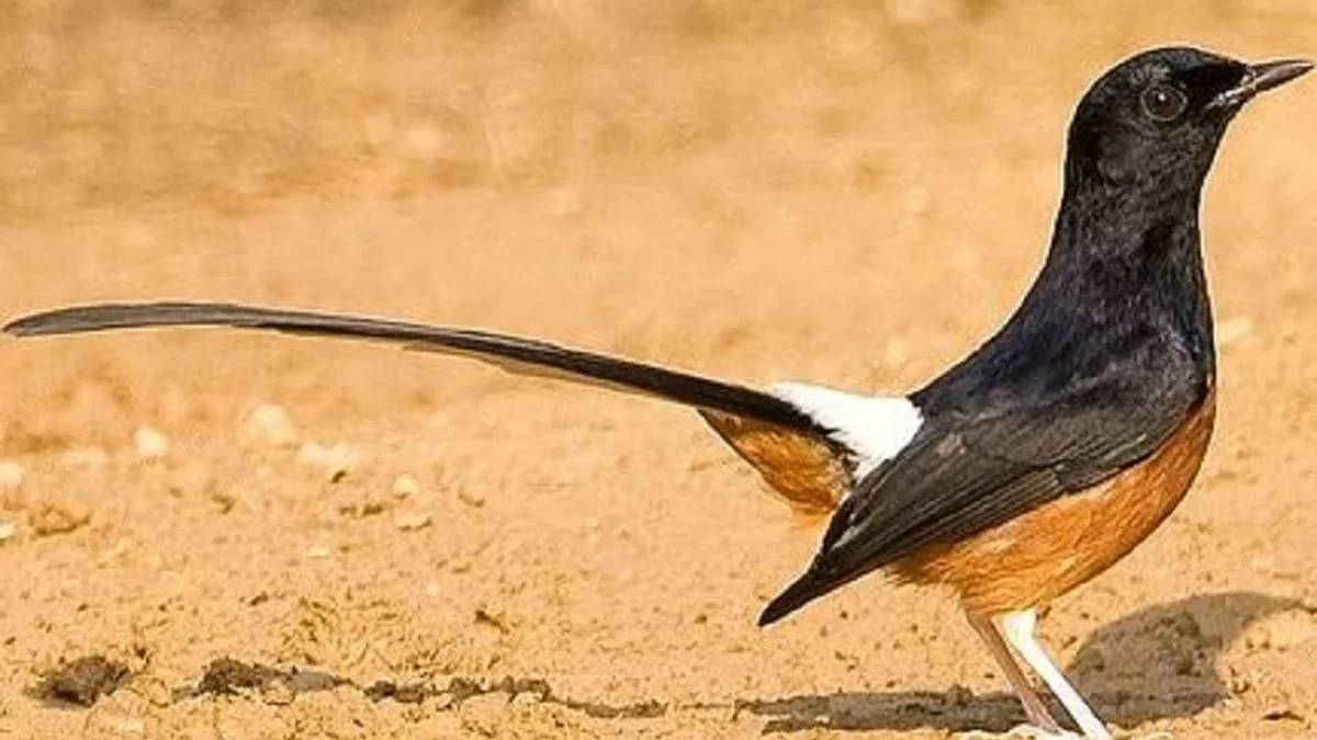 5 Burung Mahal yang Dapat di Ternakan, Bisa Jadi Lahan Bisnis 