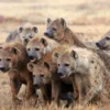 Hewan Unik Menyerupai Hyena Ini dapat Mengonsumsi 300.000 Serangga Setiap Malam