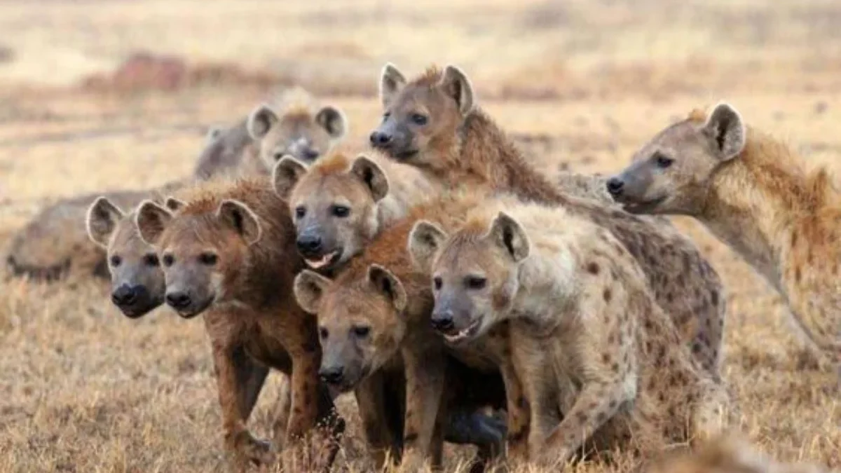 Hewan Unik Menyerupai Hyena Ini dapat Mengonsumsi 300.000 Serangga Setiap Malam