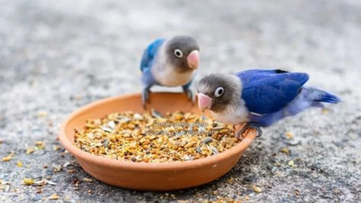 Mengapa Biji Kenari Sangat Baik untuk Burung Peliharaan Anda? Berikut 6 Rekomendasi Makanan Burung yang Berkua