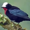 6 Fakta Unik Burung Paradise Tanager, Burung yang Sangat Menarik 