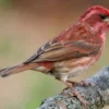 5 Fakta Unik Purple Finch, Burung Pemakan Biji yang Sangat Setia Pada Pasangan nya 