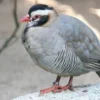 5 Spesies Burung Puyuh Gonggong, Burung Puyuh yang Sangat Eksotis 