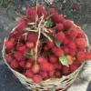 5 Jenis Rambutan lokal yang Sangat Enak dan Juga Segar  Memiliki Rasa Sangat Manis Sekali