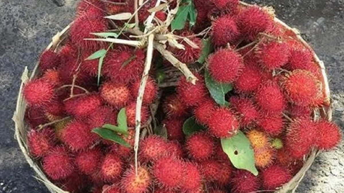 5 Jenis Rambutan lokal yang Sangat Enak dan Juga Segar  Memiliki Rasa Sangat Manis Sekali