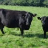 4 Fakta Sapi Aberdeen Angus, Sapi Hitam Penghasil Daging Terbaik 