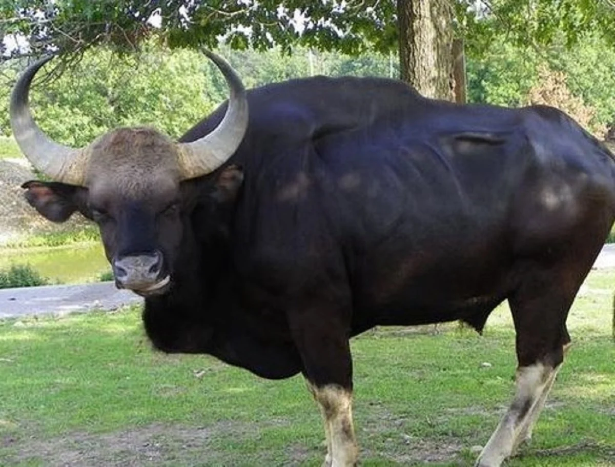 Sapi Rasya 5 Fakta Mengenai Domestikasi sapi dari Mulai Awal Mula Sampai Peran ...