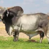 6 Fakta Menarik Tentang Sapi Zebu, Sapi Berpunuk dari India yang Punya Kekebalan Tubuh Luar biasa 