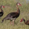 6 Fakta Unik Spur-winged Goose,Jenis Angsa yang Memiliki Berat Badan 10kg