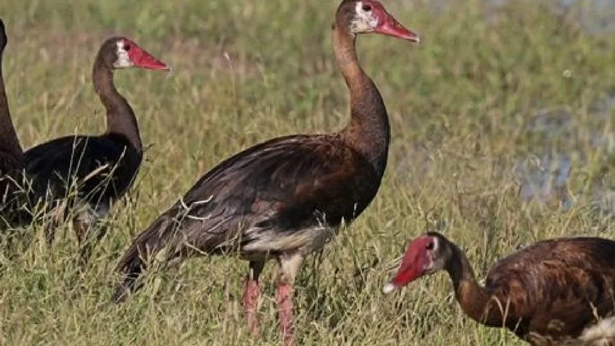 6 Fakta Unik Spur-winged Goose,Jenis Angsa yang Memiliki Berat Badan 10kg