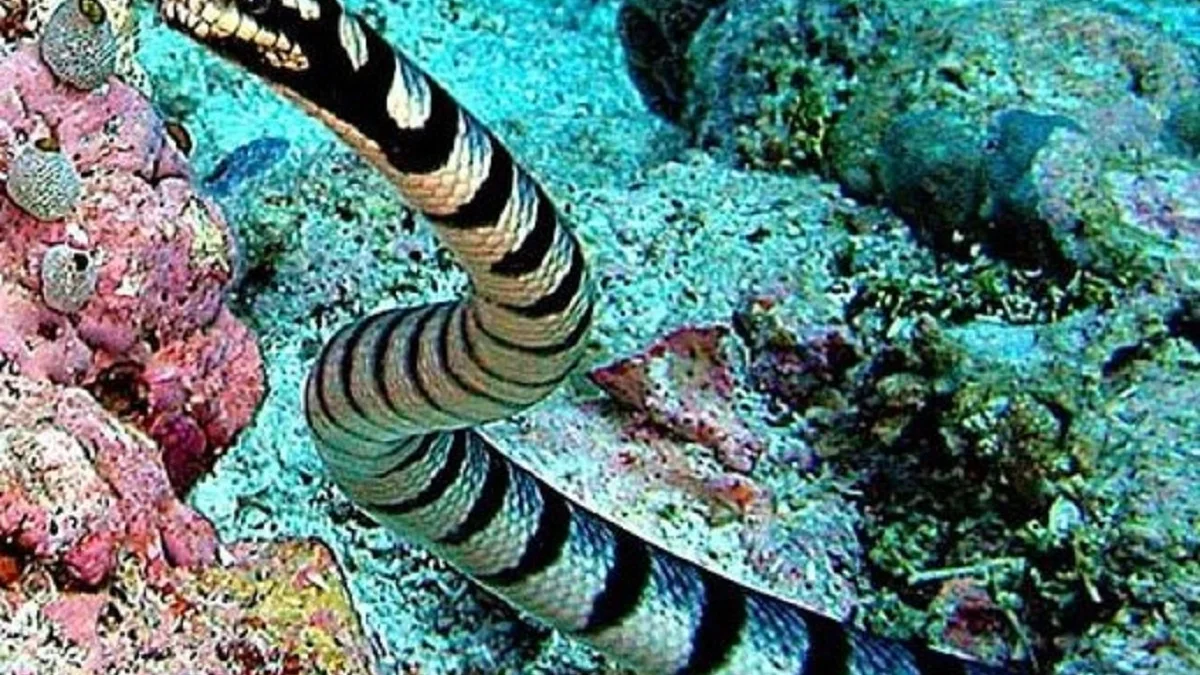 5 Reptil yang Biasanya Menghuni Pantai, Awas Ada Ular Laut yang Sangat Berbisa 