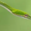 Sangat Berjasa Bagi Petani, 5 Reptil Sahabat Petani yang Membasmi Hama 