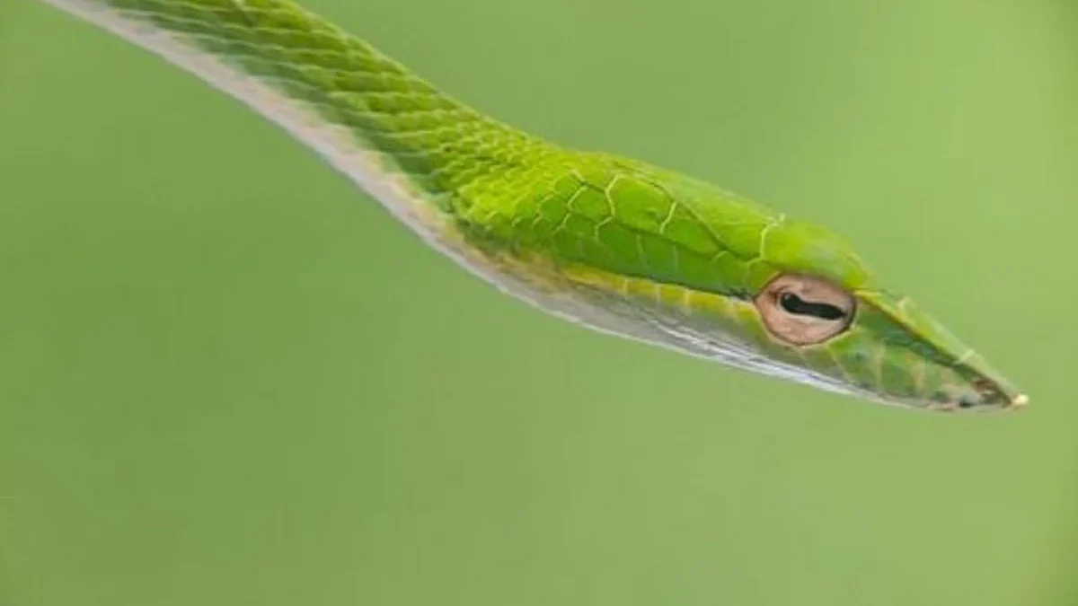 Sangat Berjasa Bagi Petani, 5 Reptil Sahabat Petani yang Membasmi Hama 