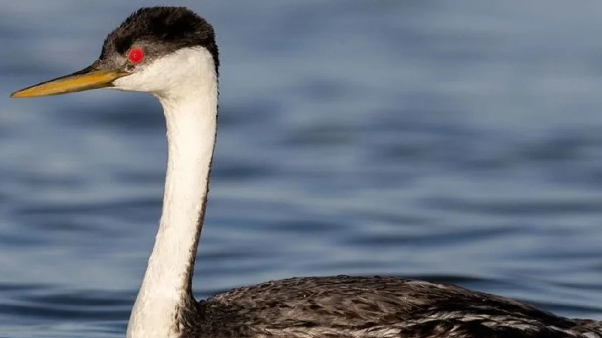 4 Unggas yang Sangat Mirip Dengan Bebek, Bahkan Penampilan nya Sangat Mirip 