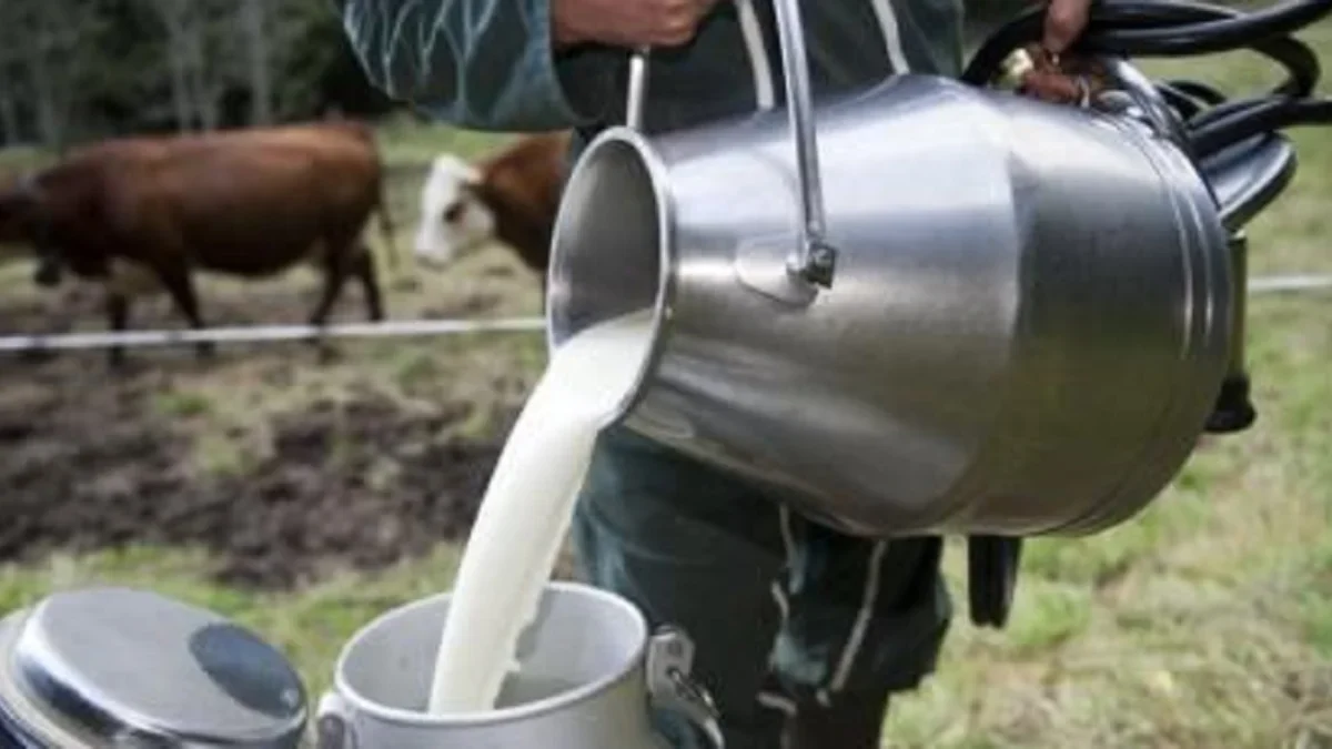 Sering Minum Susu Sapi Setiap Hari? Ini Manfaat nya!